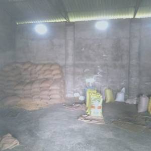 dhanya_godama_original